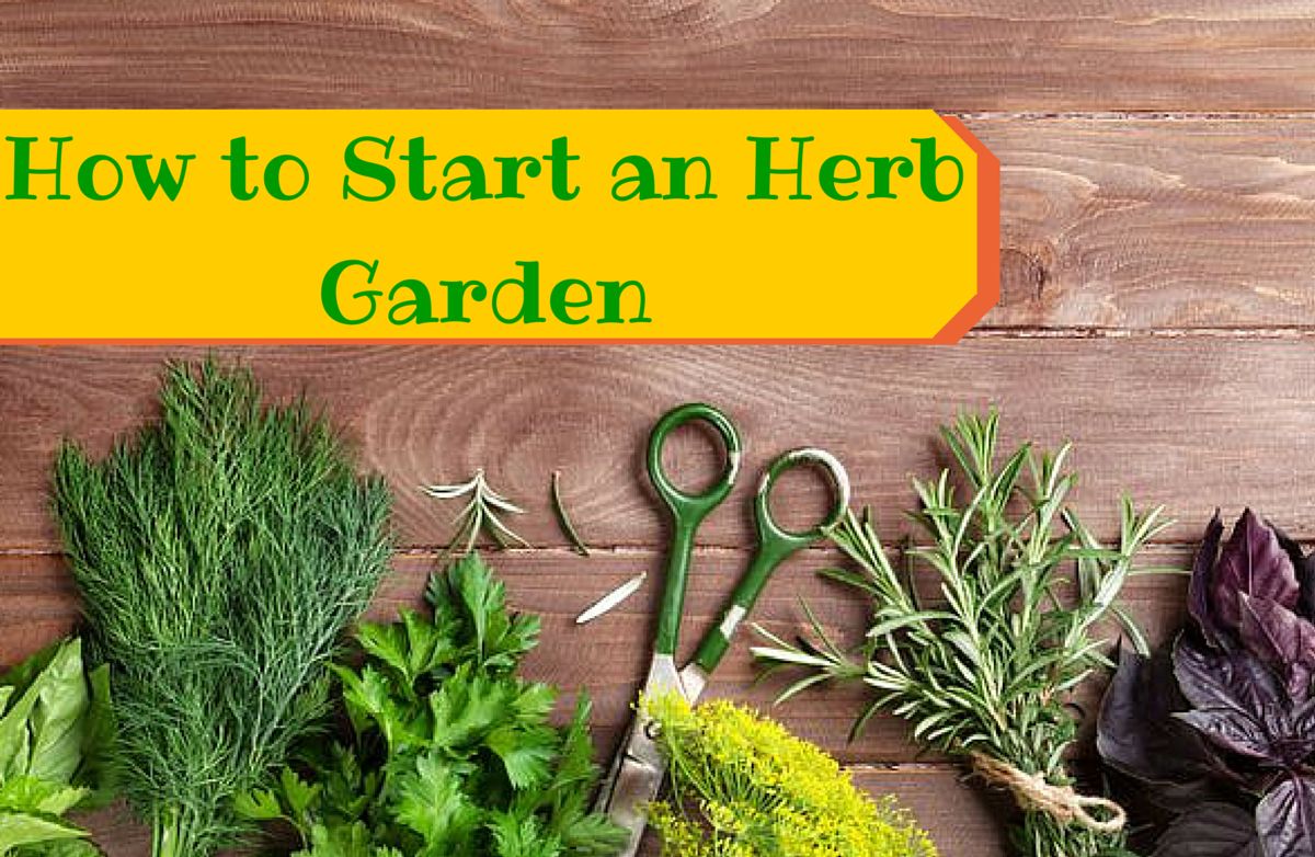 How to Grow Your Own Herbs for Cooking