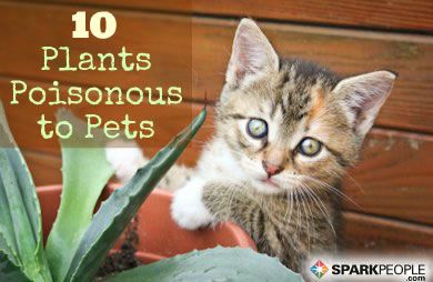 10 Common House Plants That Are Poisonous To Pets Sparkpeople
