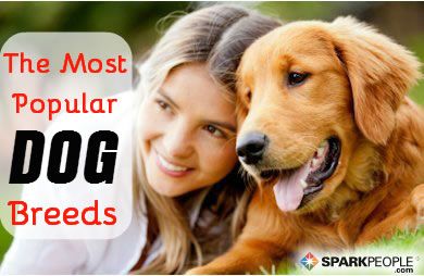 what is the most popular dog breed 2019