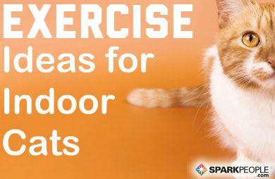 exercise toys for older cats