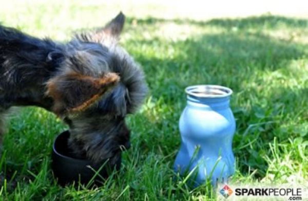 Essential Road Trip Gear for Dogs Slideshow | SparkPeople