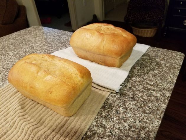 Honey Wheat Bread (with sponge)