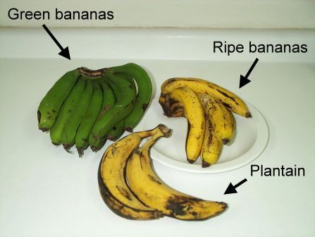 Banana plantain vs Matoke Vs