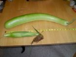 White zucchini and pinto bean stew