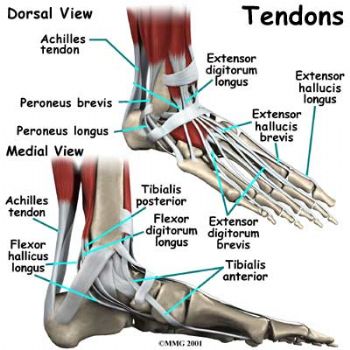 Just for Rhonda-Pics of the actual tendons and problems... BLOG FOR YOU!