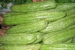 Ampalaya 