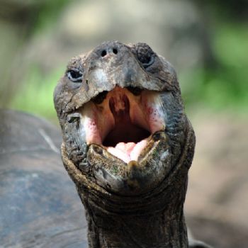 Five Fun Facts About Galapagos Tortoises & A Prayer