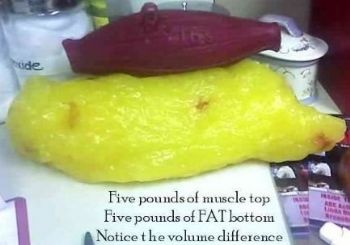 5 Pounds Of Fat Vs 5 Pounds Of Muscle (cool Photo)