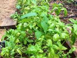 Green Basil Pesto 